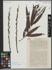 Foto von Salix viminalis L.